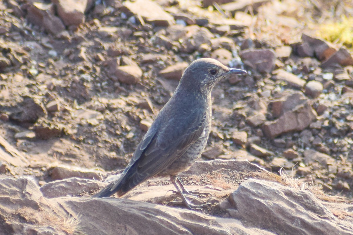 Цэнхэр жижир - ML630962192