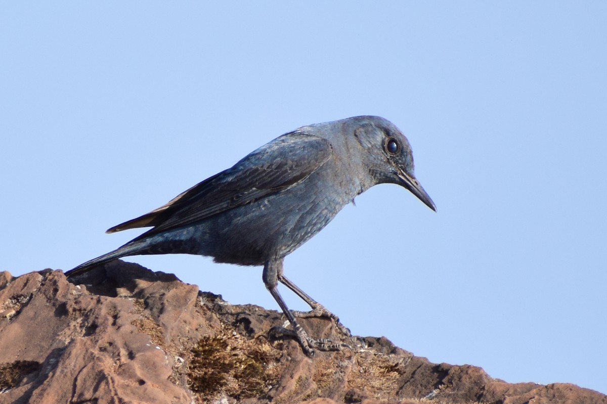 Цэнхэр жижир - ML630962193