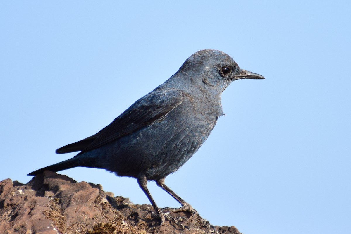 Цэнхэр жижир - ML630962194