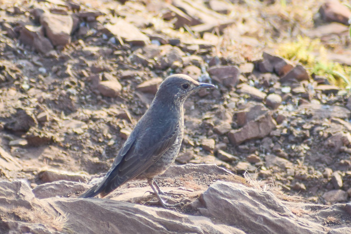 Цэнхэр жижир - ML630962195