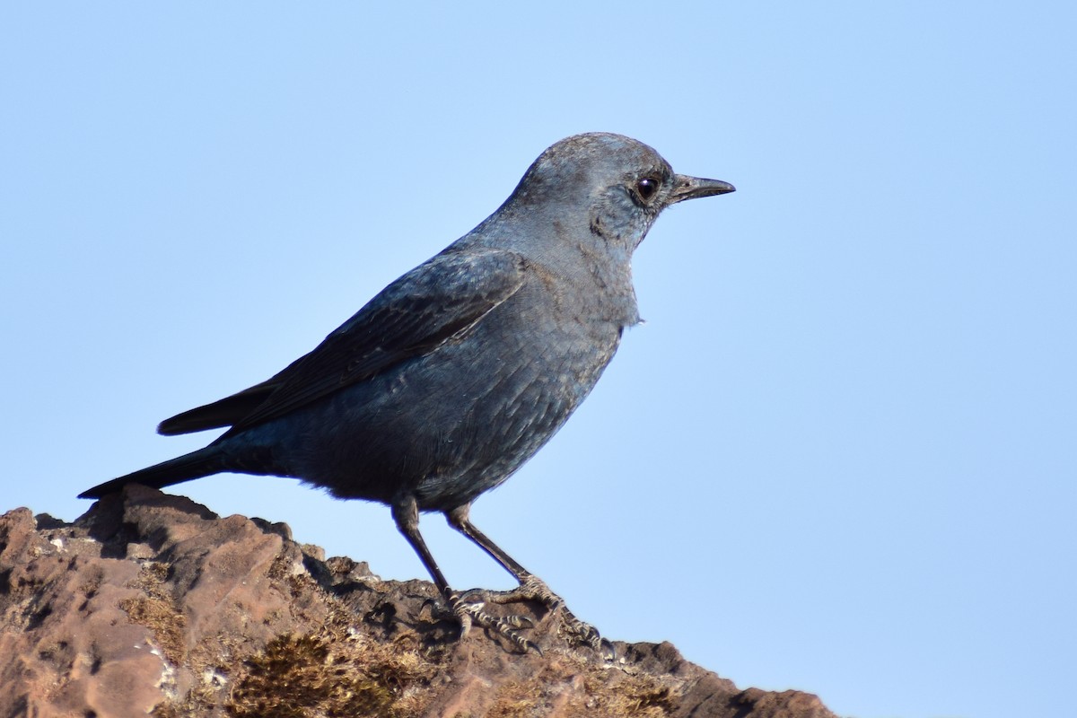 Цэнхэр жижир - ML630962197