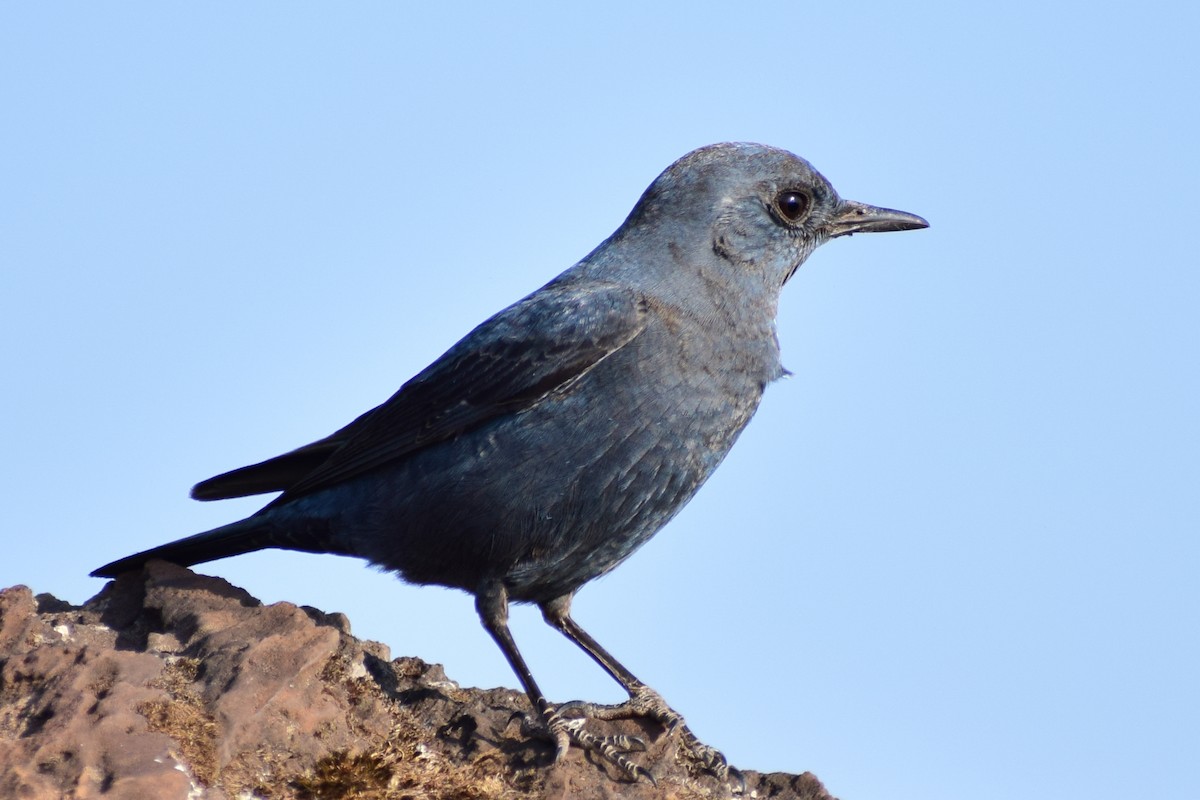 Цэнхэр жижир - ML630962198