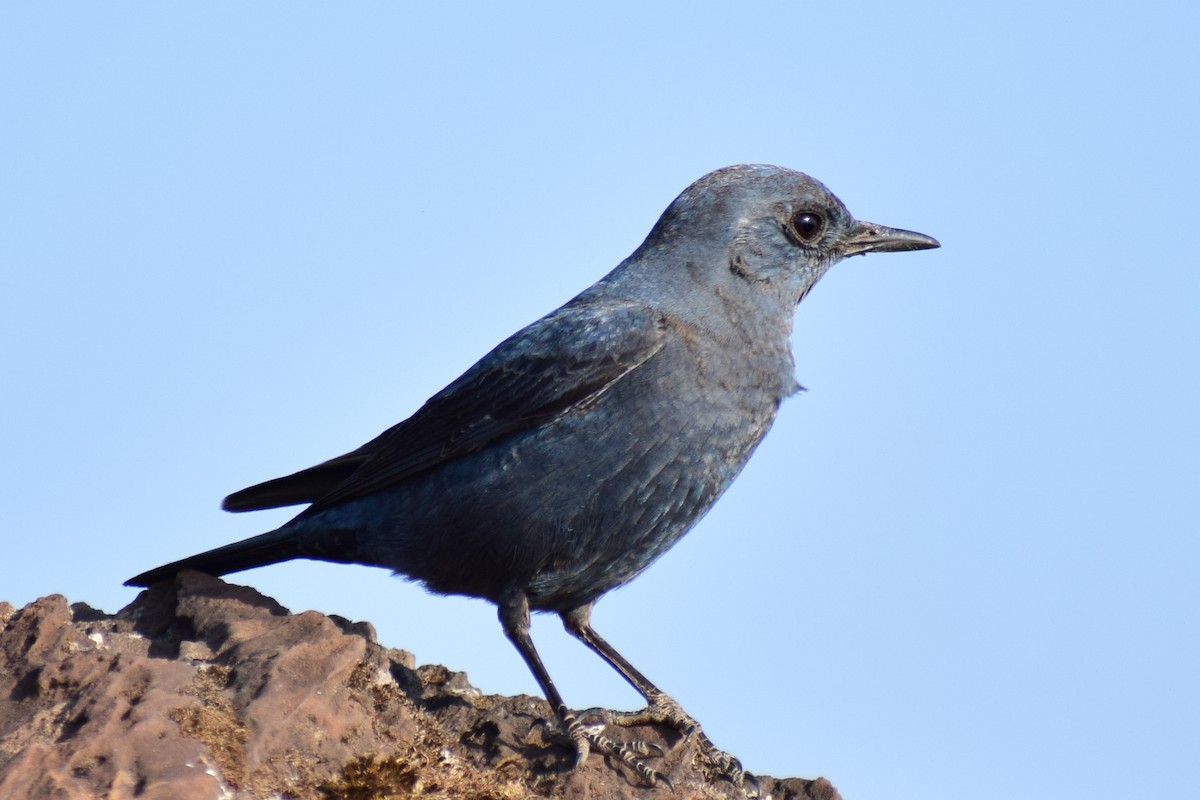 Цэнхэр жижир - ML630962199