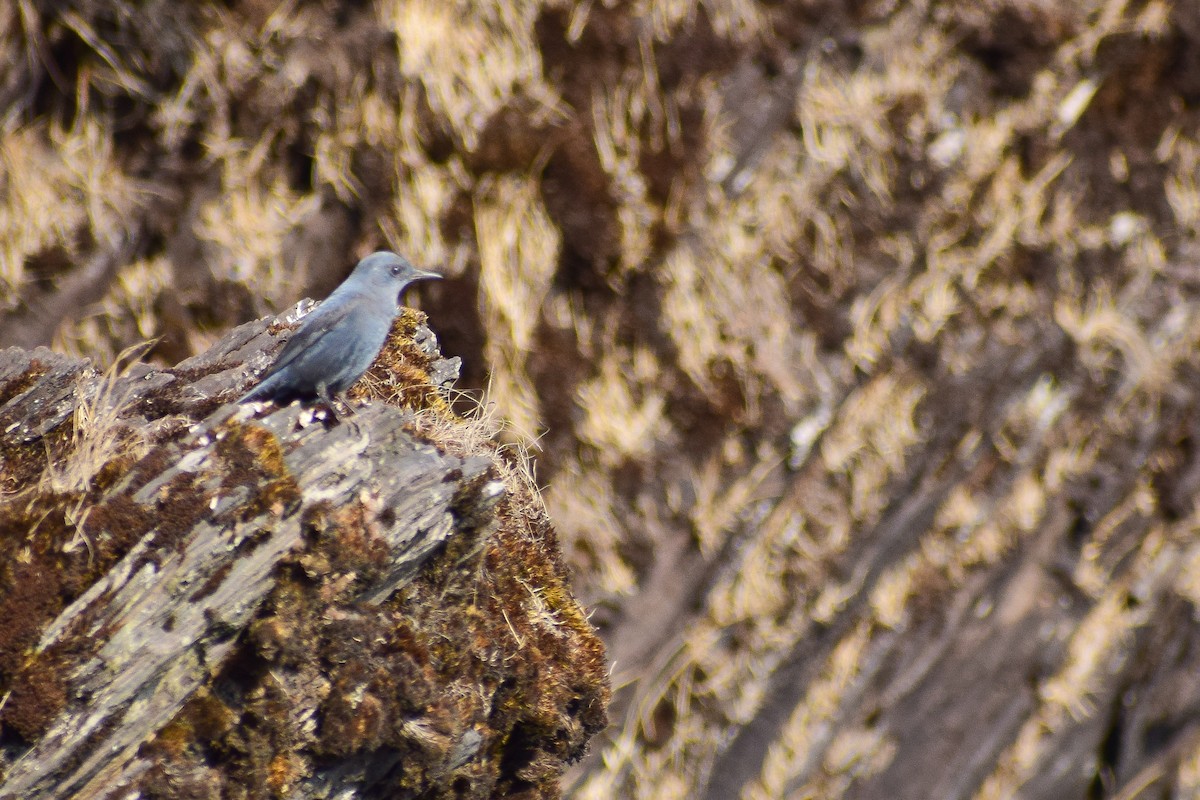 Цэнхэр жижир - ML630962200