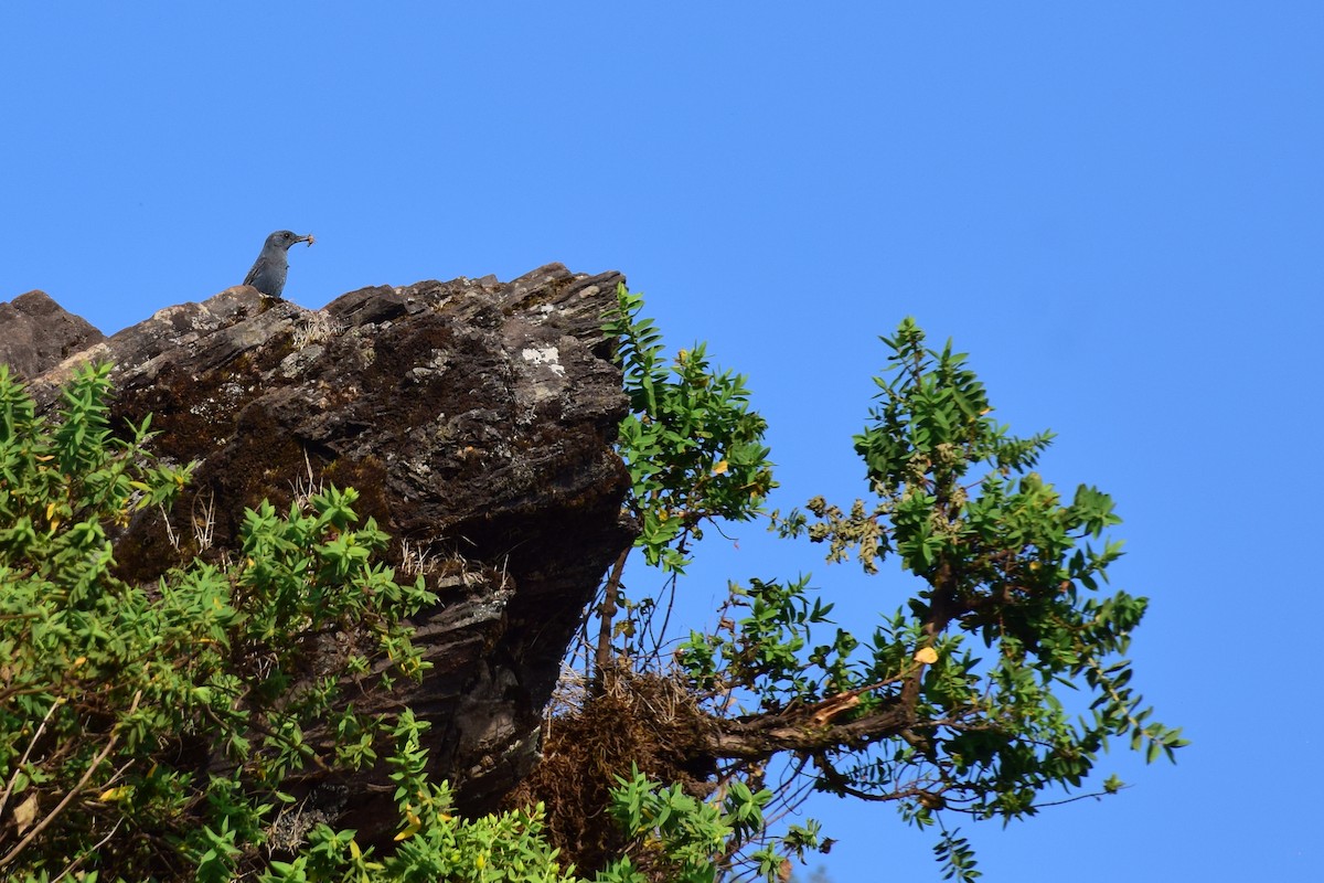 Цэнхэр жижир - ML630962201