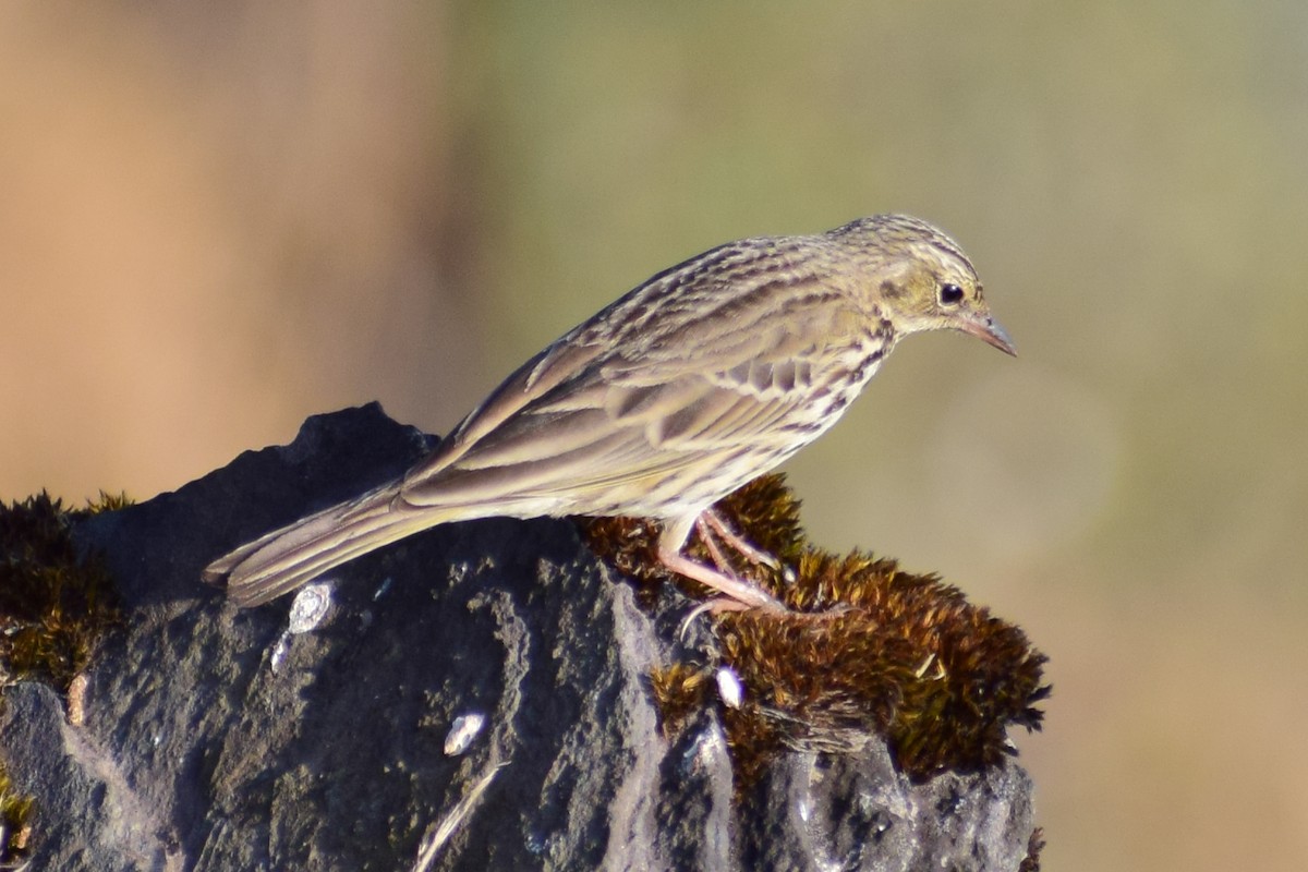 Ойн шийхнүүхэй - ML630962211