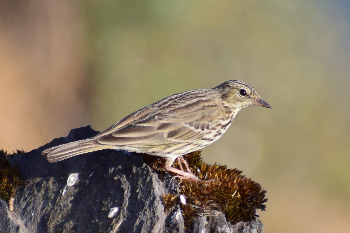 Ойн шийхнүүхэй - ML630962212