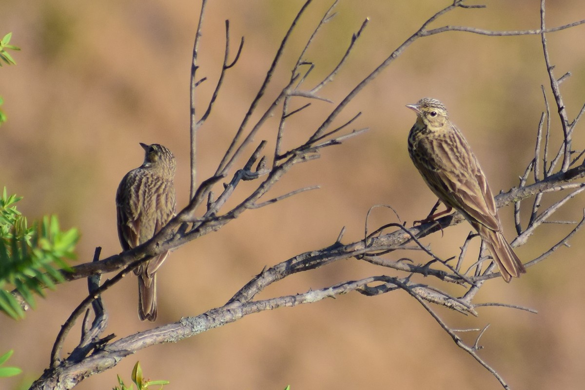 Ойн шийхнүүхэй - ML630962213