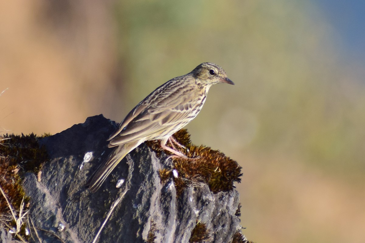 Ойн шийхнүүхэй - ML630962214