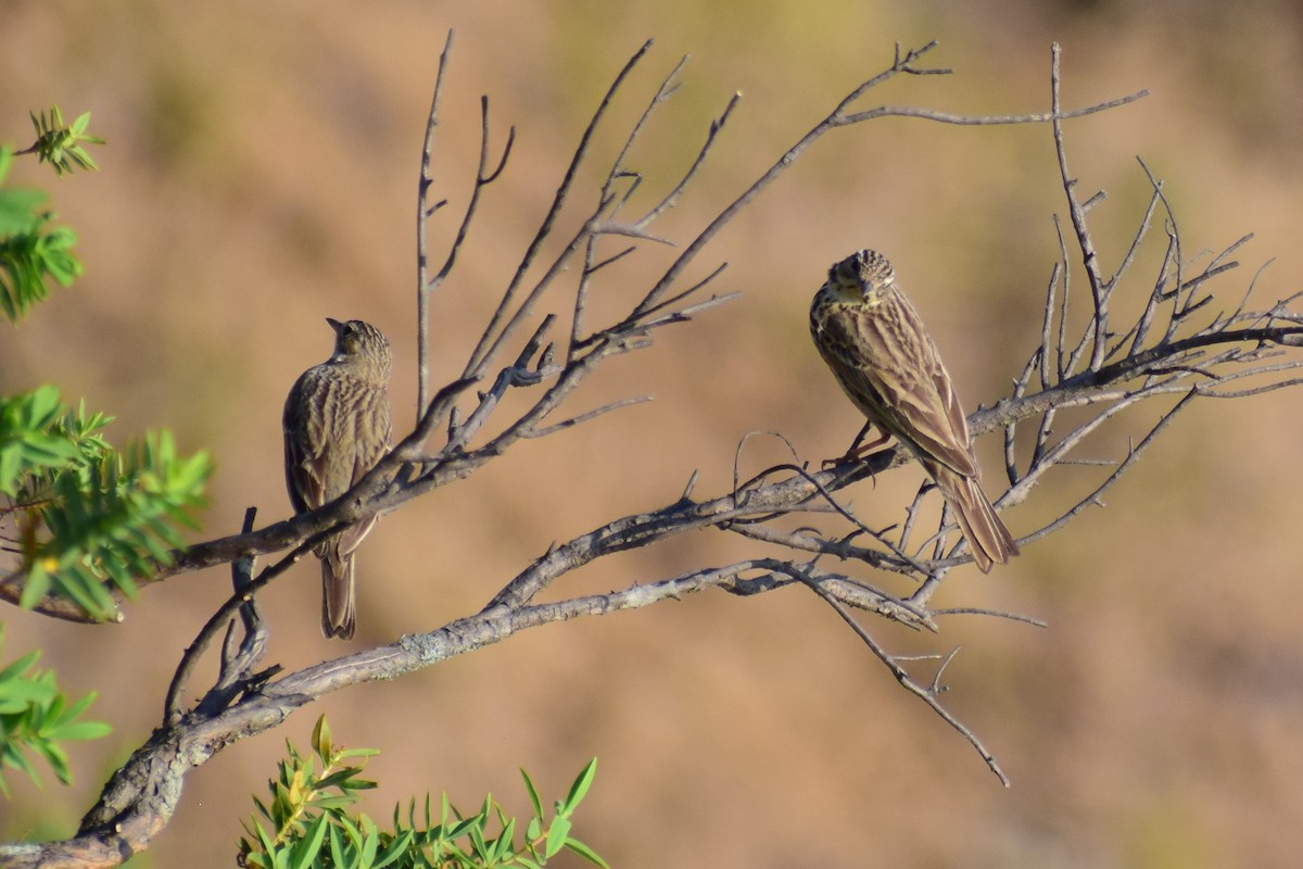 Ойн шийхнүүхэй - ML630962215