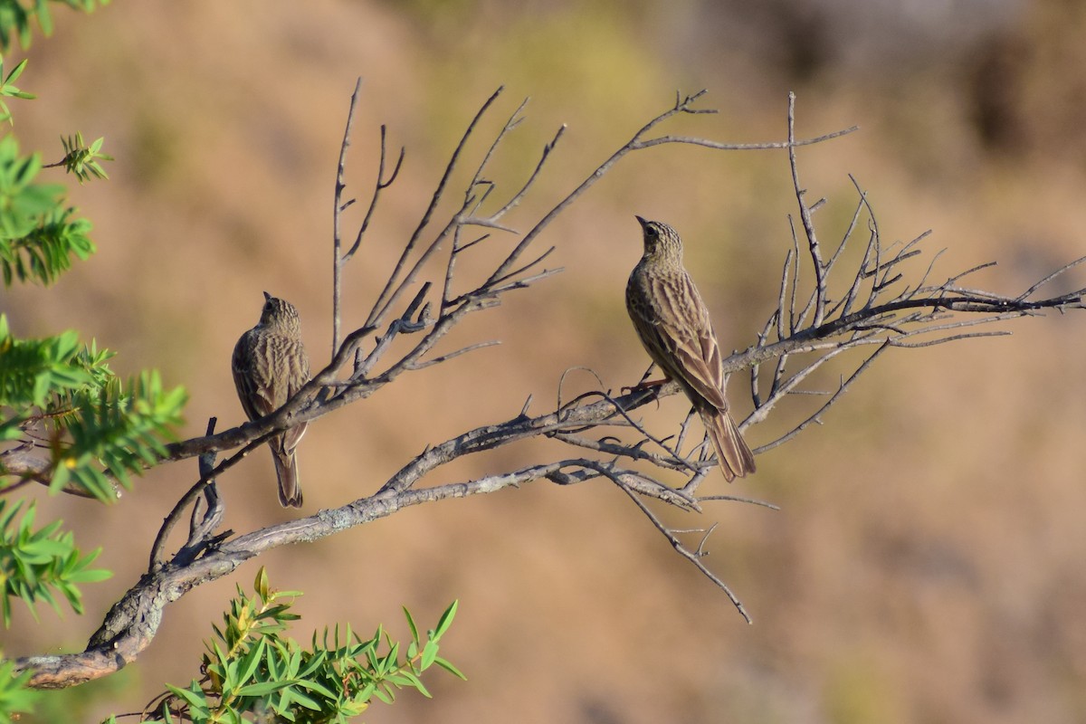 Ойн шийхнүүхэй - ML630962216