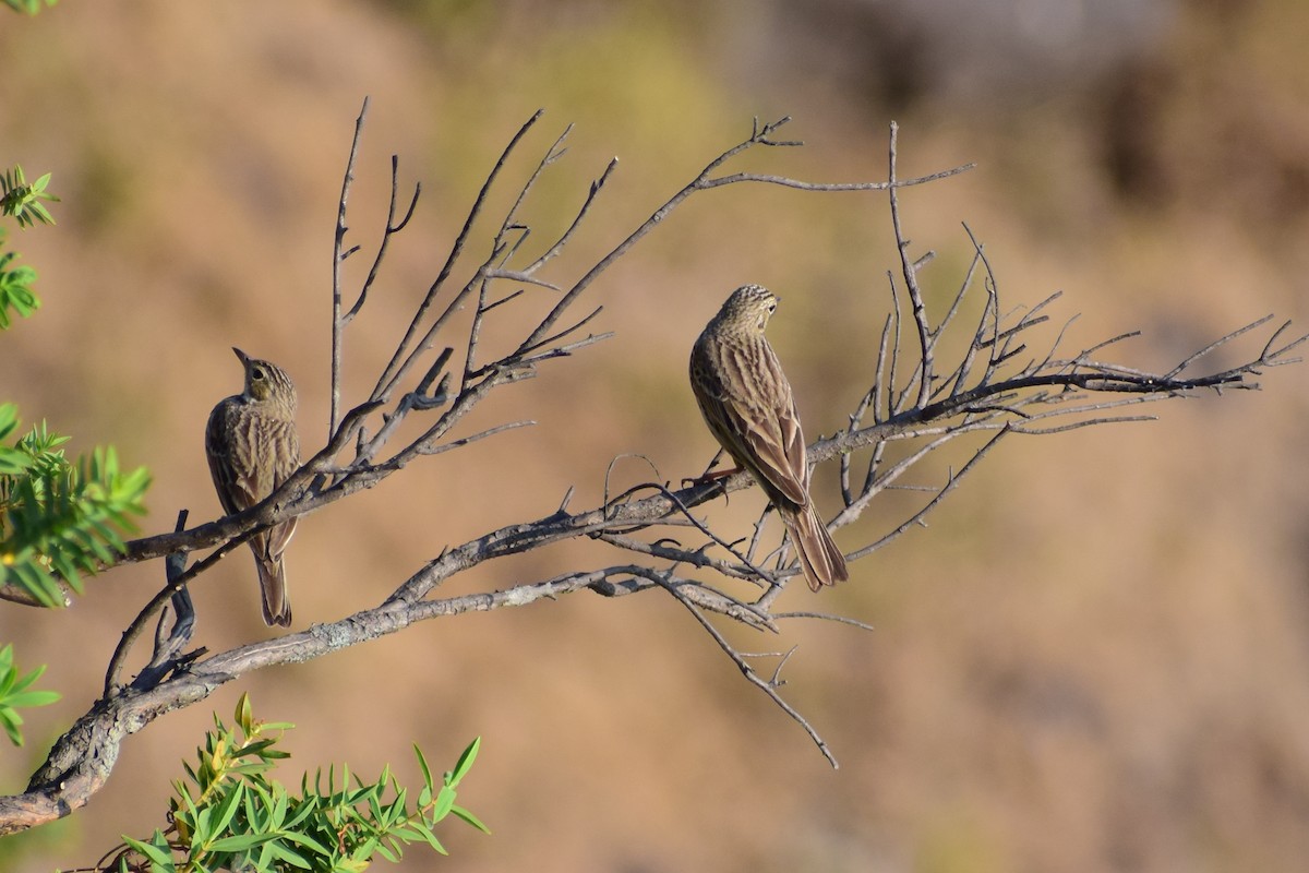 Ойн шийхнүүхэй - ML630962217