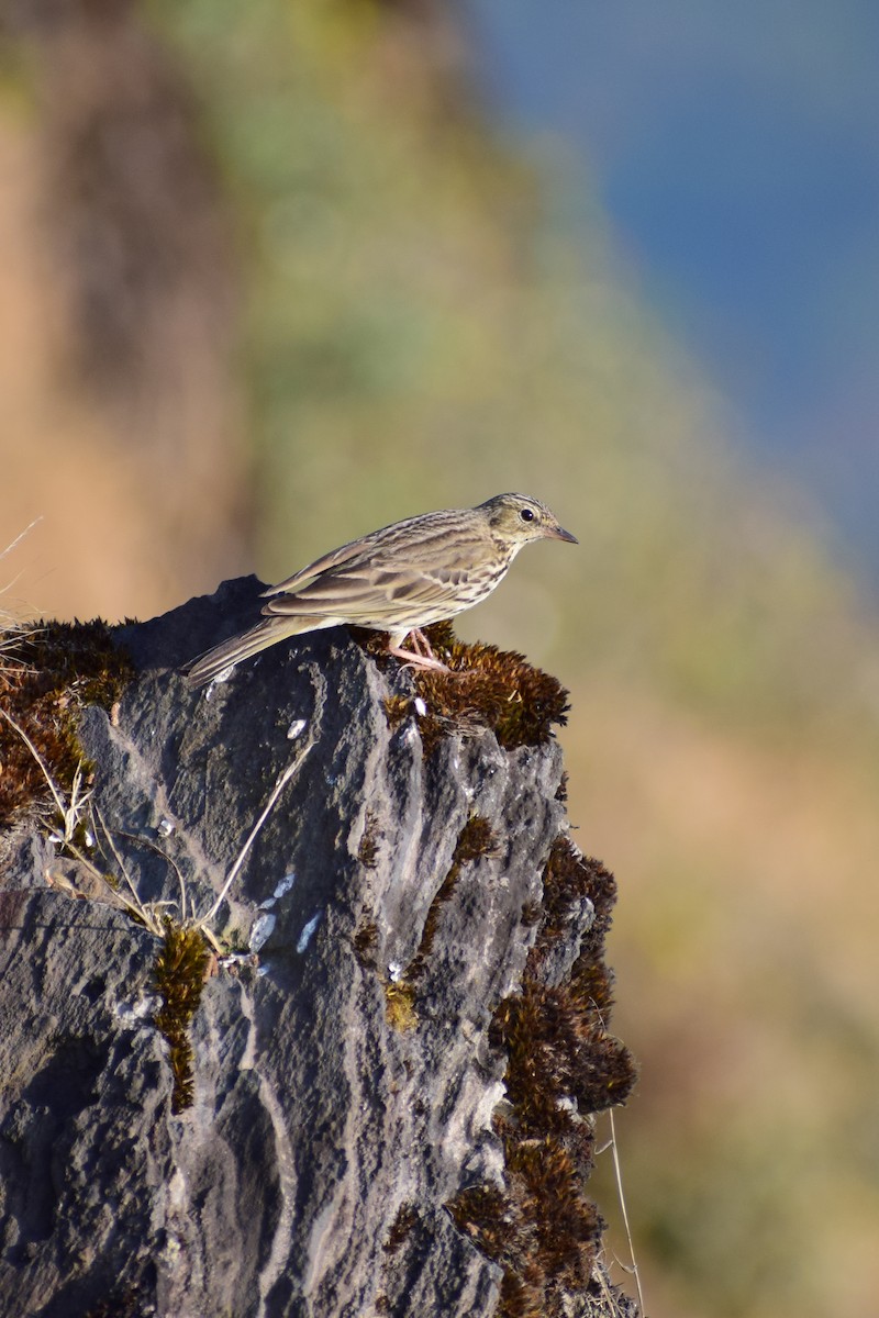 Ойн шийхнүүхэй - ML630962218