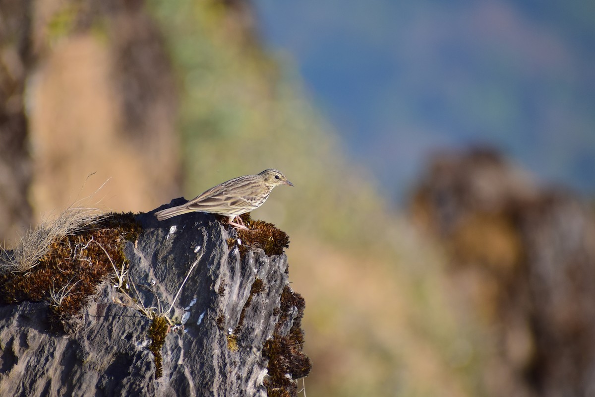 Ойн шийхнүүхэй - ML630962219