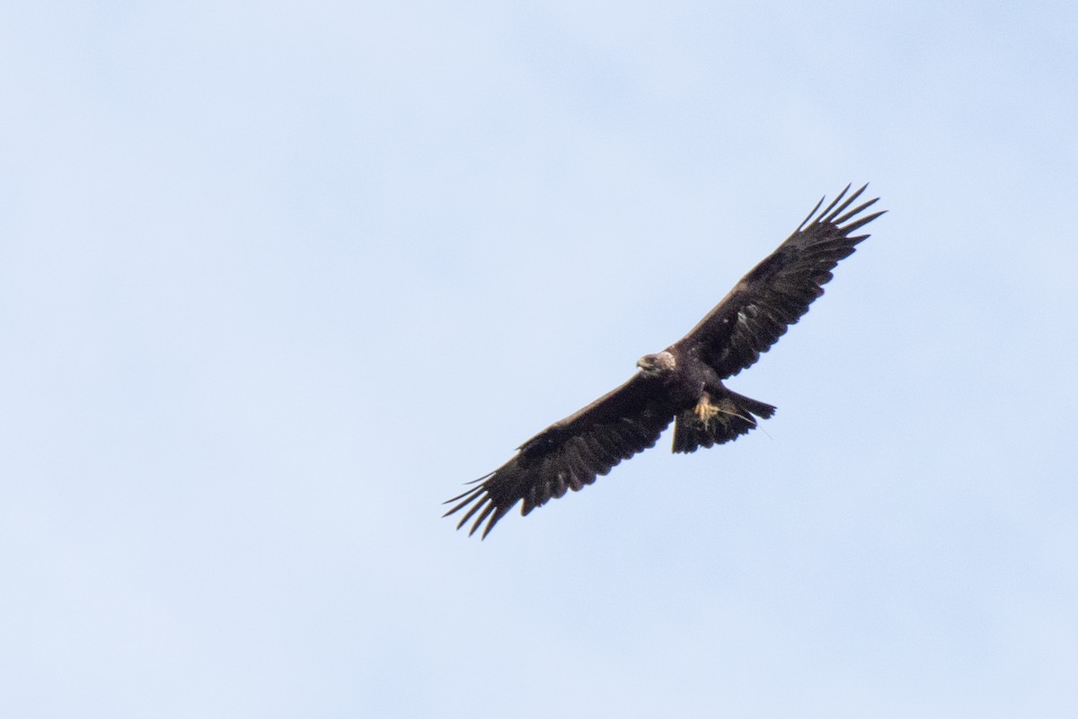Golden Eagle - ML630962262