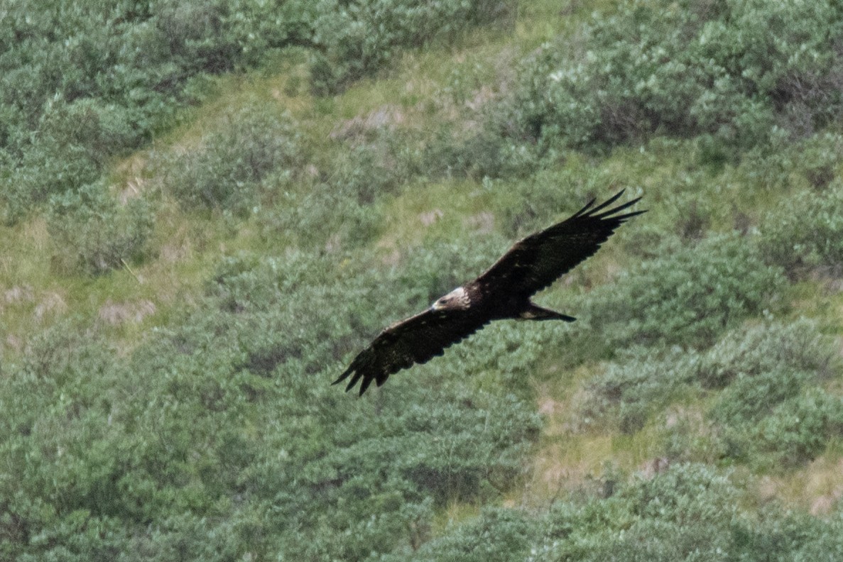 Golden Eagle - ML630962263