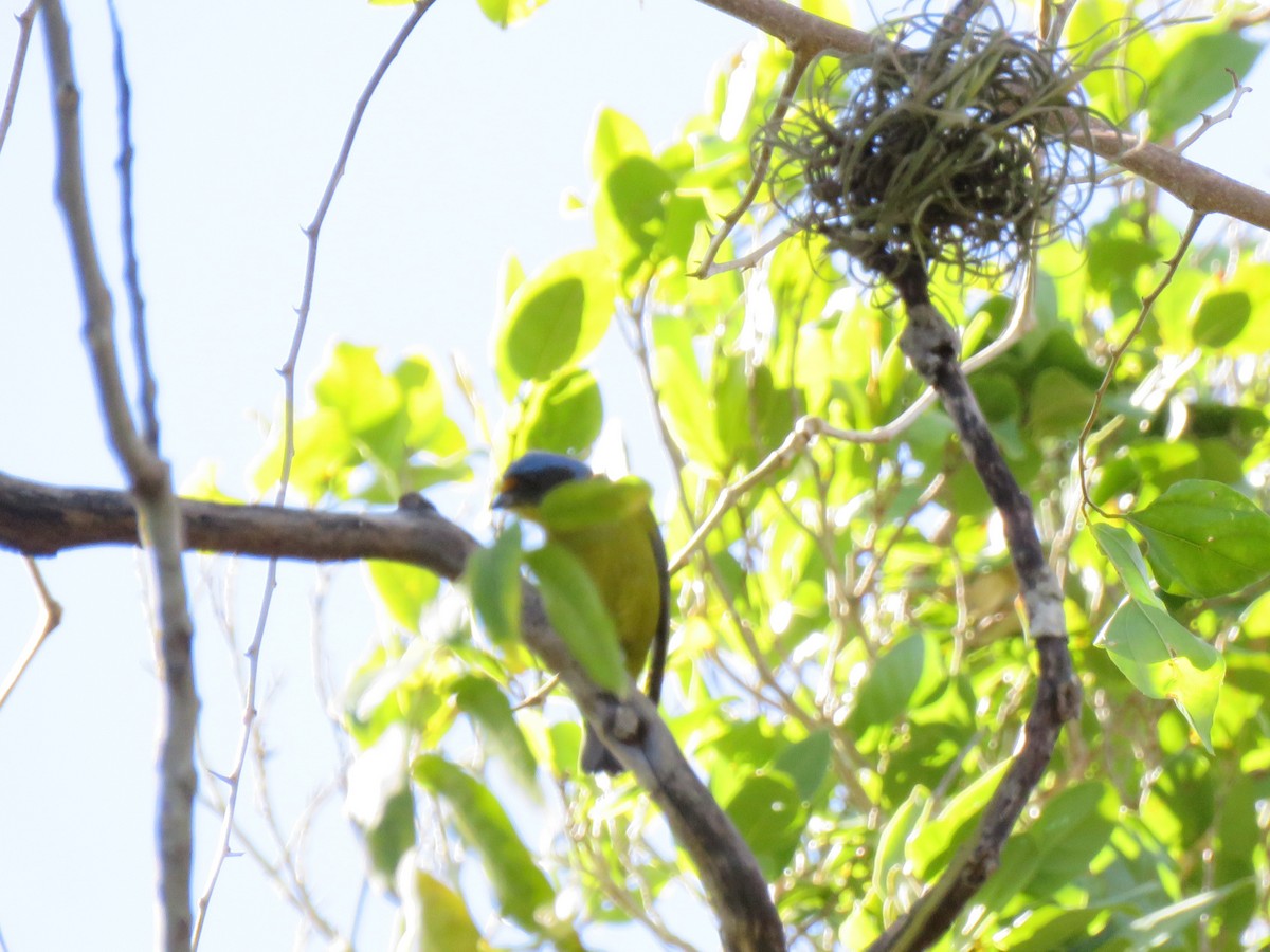 Hispaniolan Euphonia - ML630962284