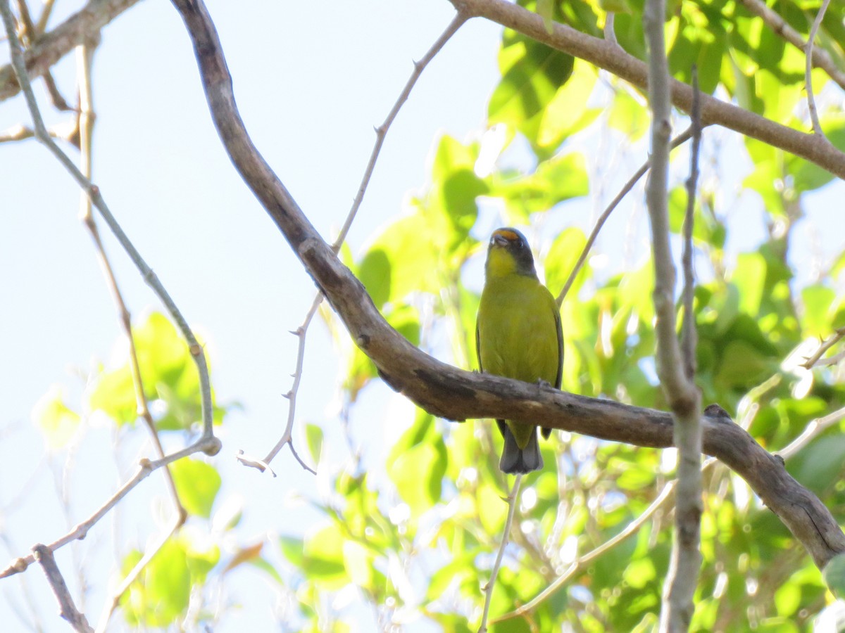 Hispaniolan Euphonia - ML630962285