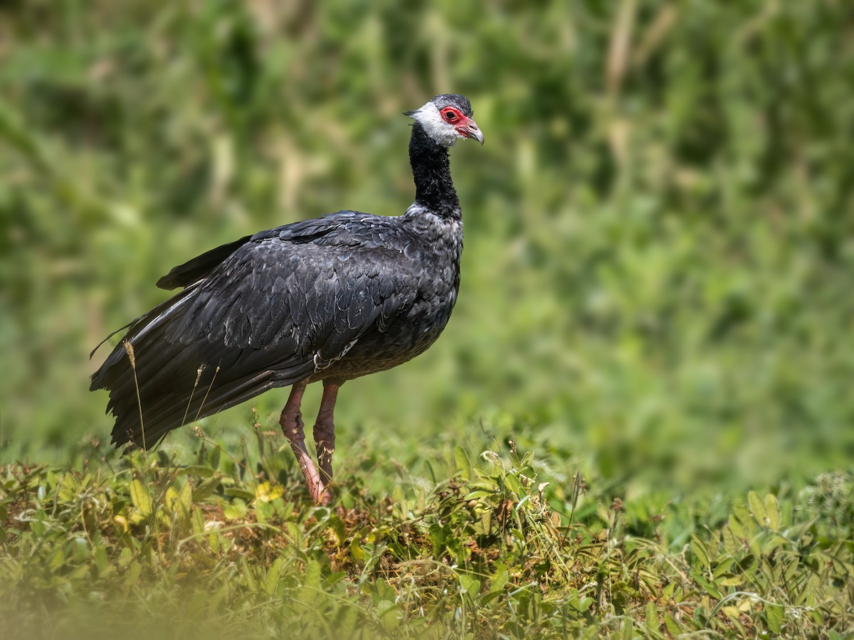 Northern Screamer - Andres Vasquez Noboa