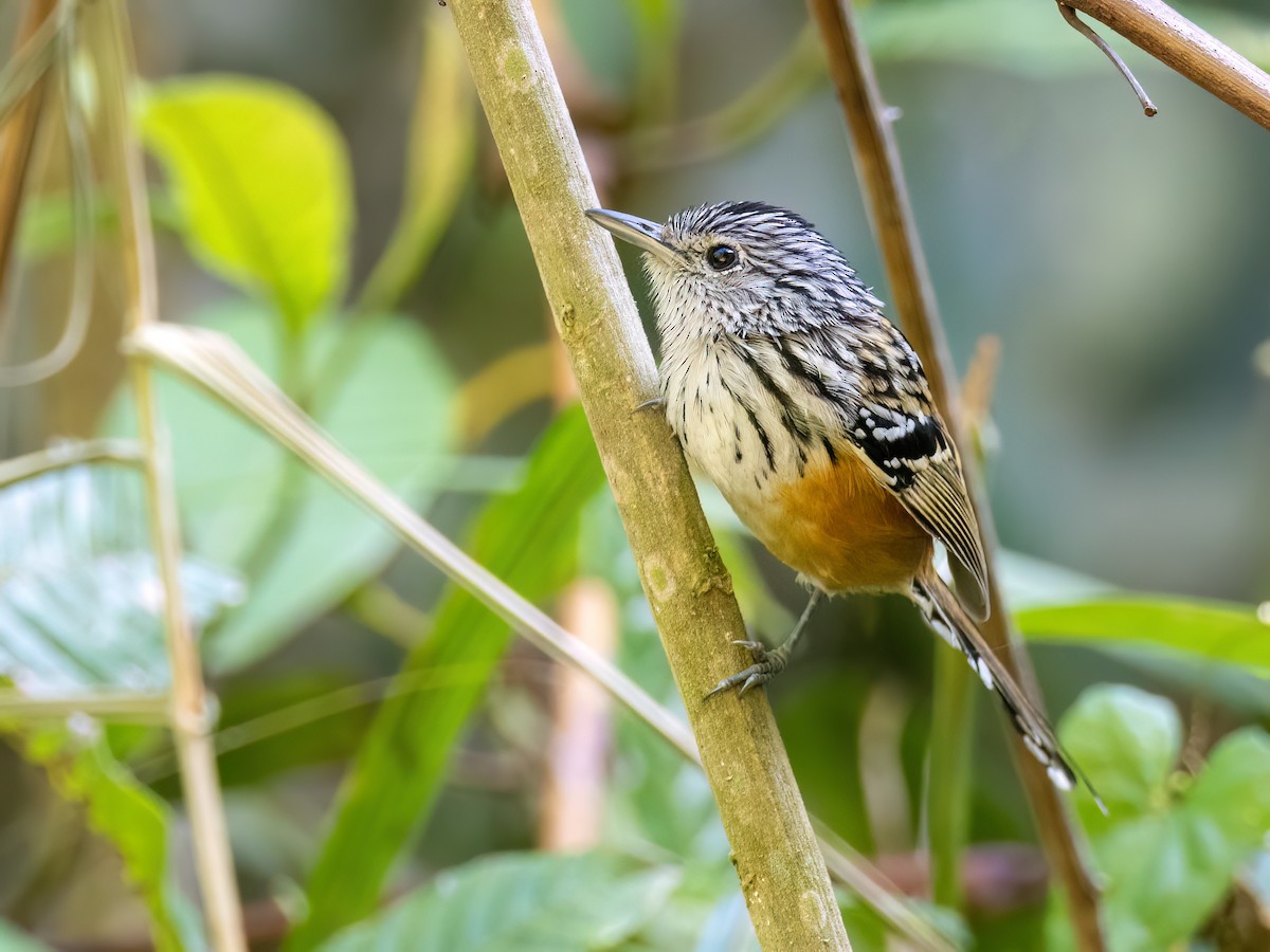 Santa Marta Antbird - ML630962810