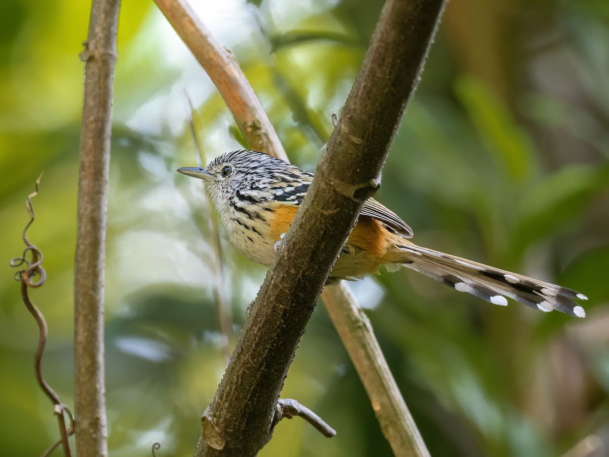 Santa Marta Antbird - ML630962811