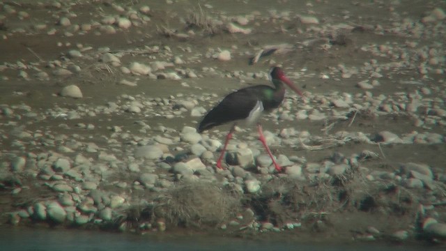 Black Stork - ML630962848