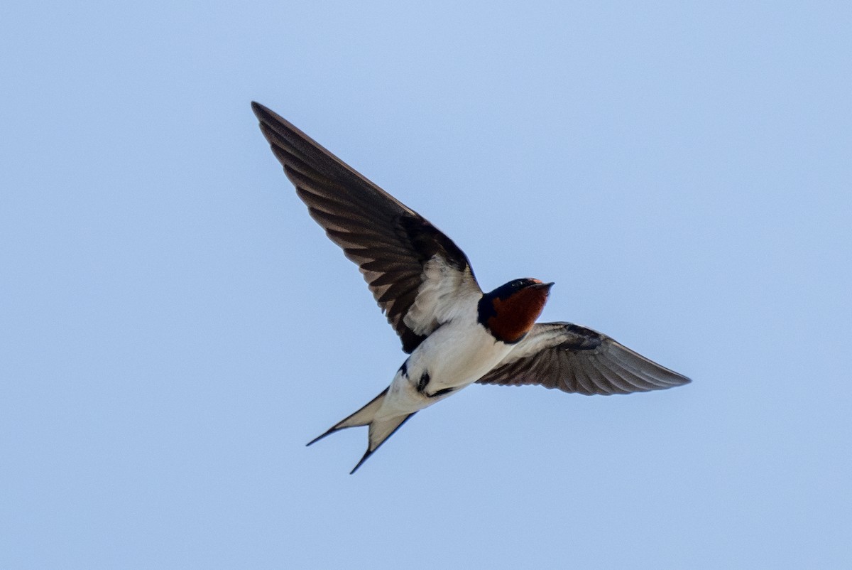 Red-chested Swallow - ML630962923