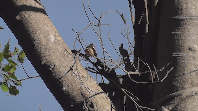 Yellow-eyed Babbler - ML630963003