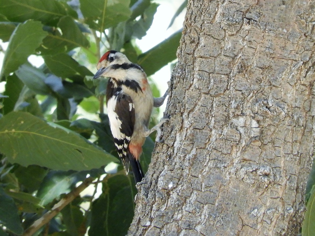 Syrian Woodpecker - ML63096301