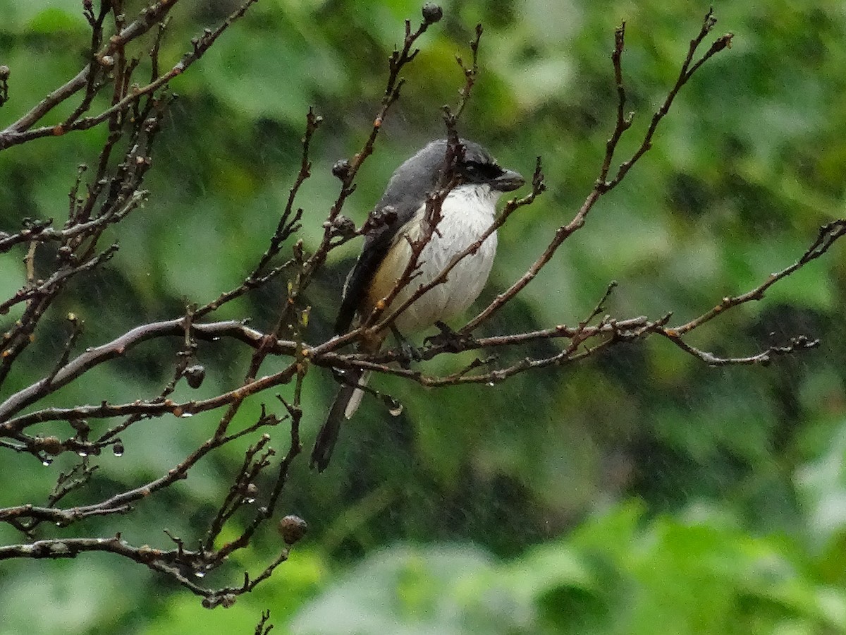Mountain Shrike - ML630963036