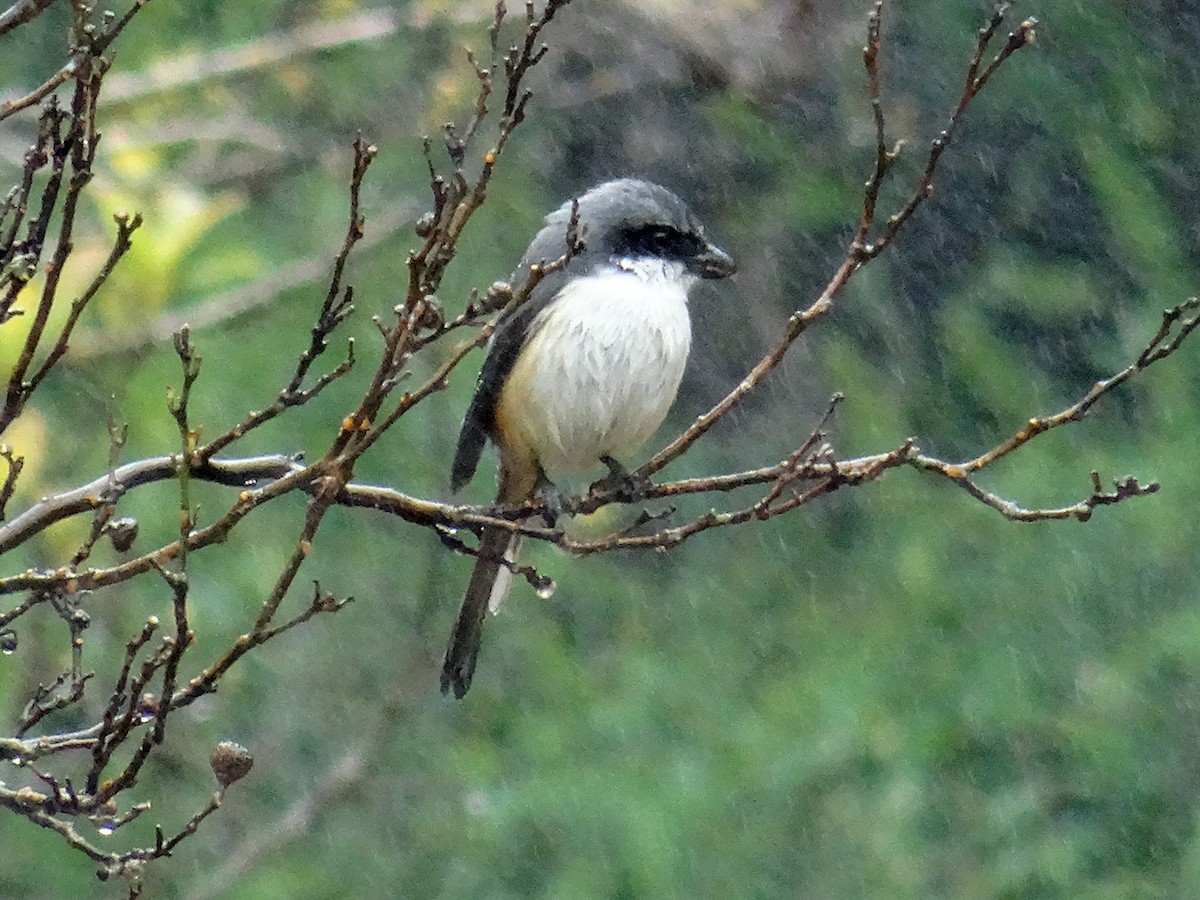 Mountain Shrike - ML630963037