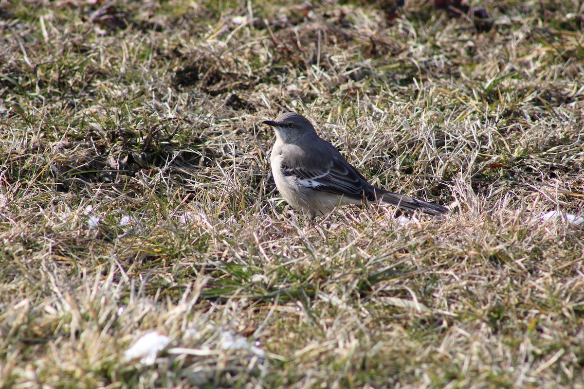 Northern Mockingbird - ML630963070