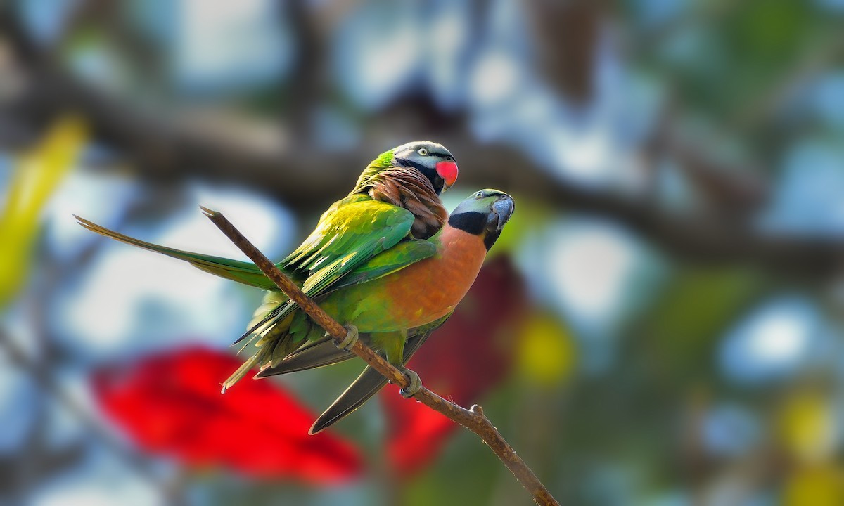Red-breasted Parakeet - ML630963187