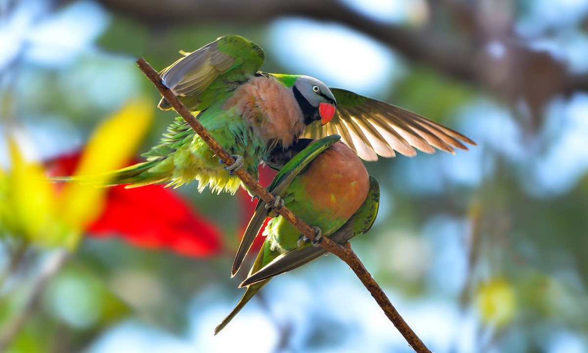 Red-breasted Parakeet - ML630963188