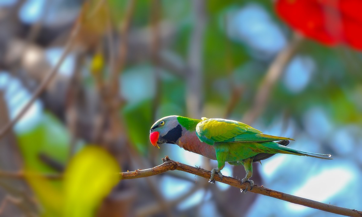 Red-breasted Parakeet - ML630963189