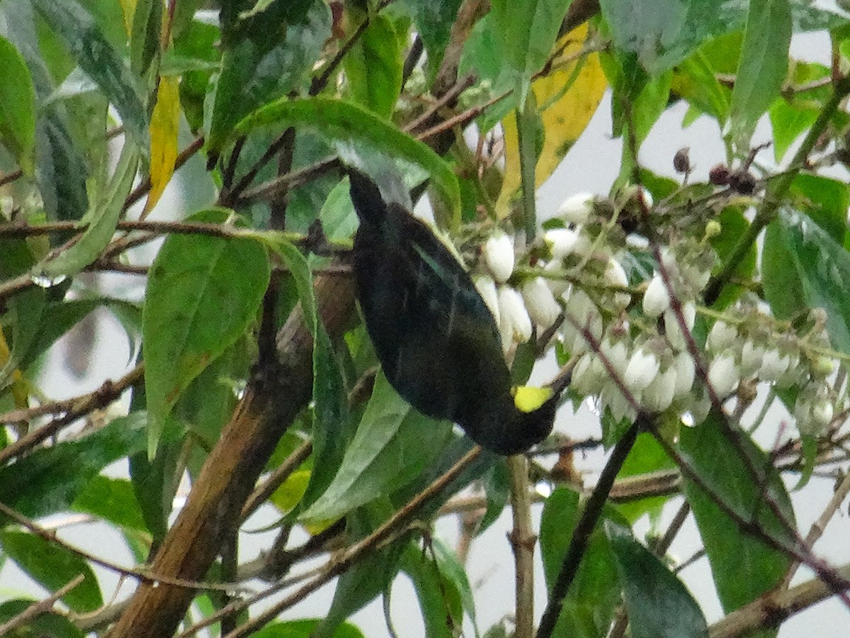 Metallic-winged Sunbird (Luzon) - ML630963265