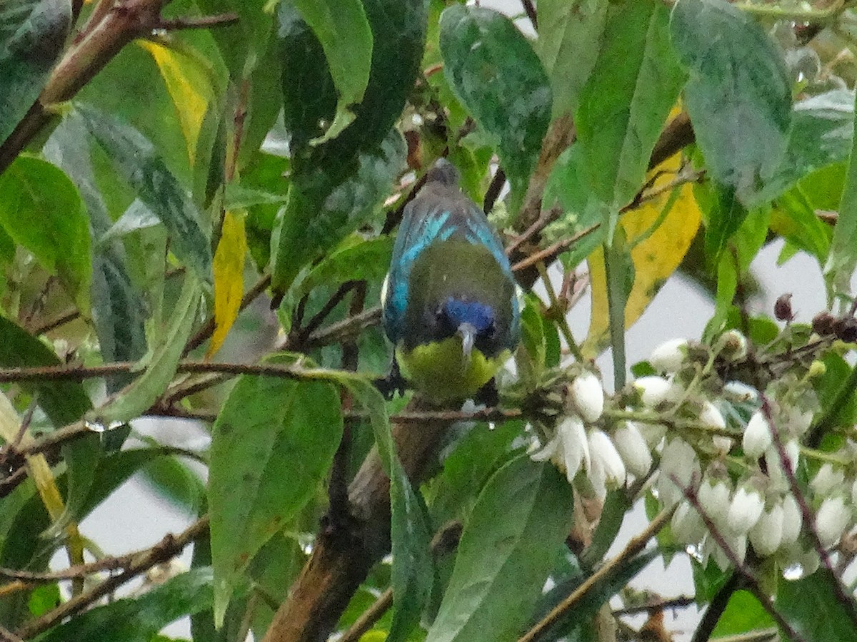 Metallic-winged Sunbird (Luzon) - ML630963266