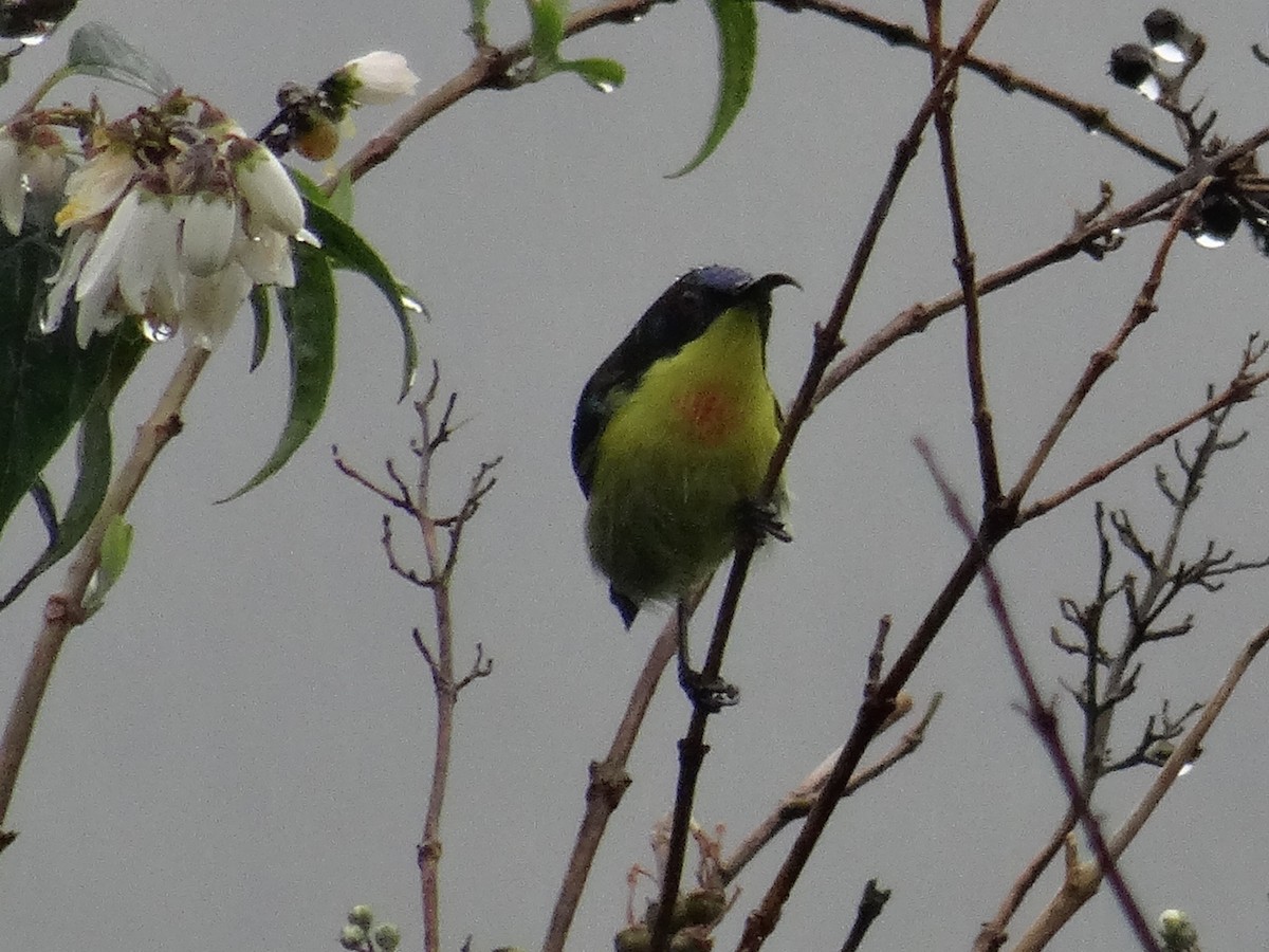 Metallic-winged Sunbird (Luzon) - ML630963267