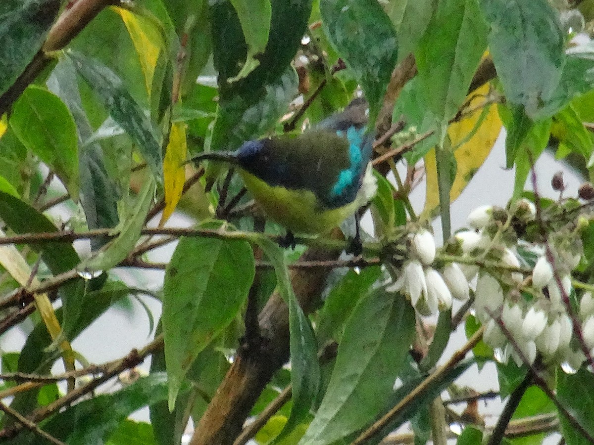 Metallic-winged Sunbird (Luzon) - ML630963268