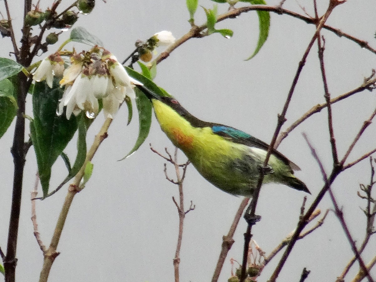 Metallic-winged Sunbird (Luzon) - ML630963269