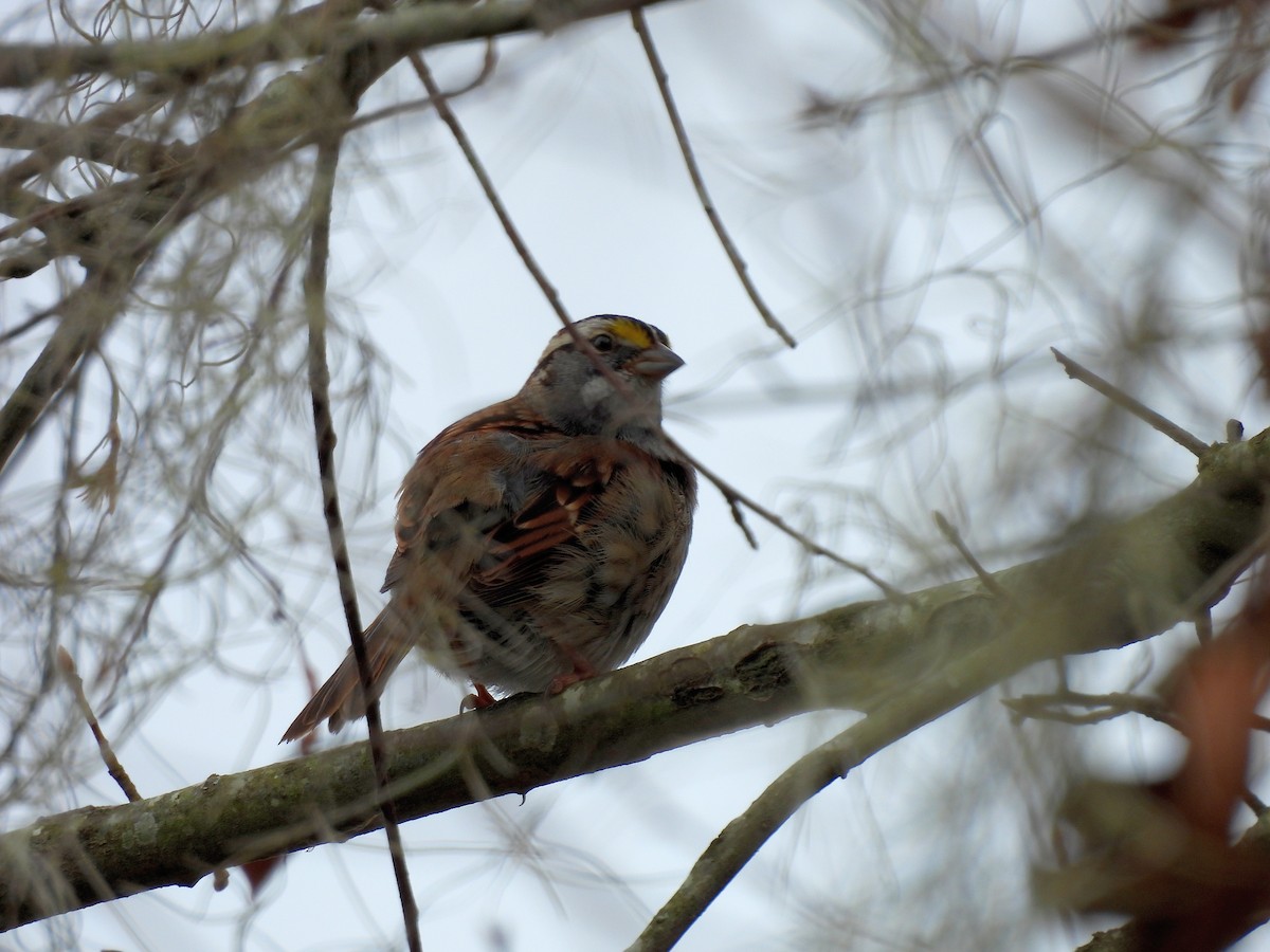 White-throated Sparrow - ML630963410