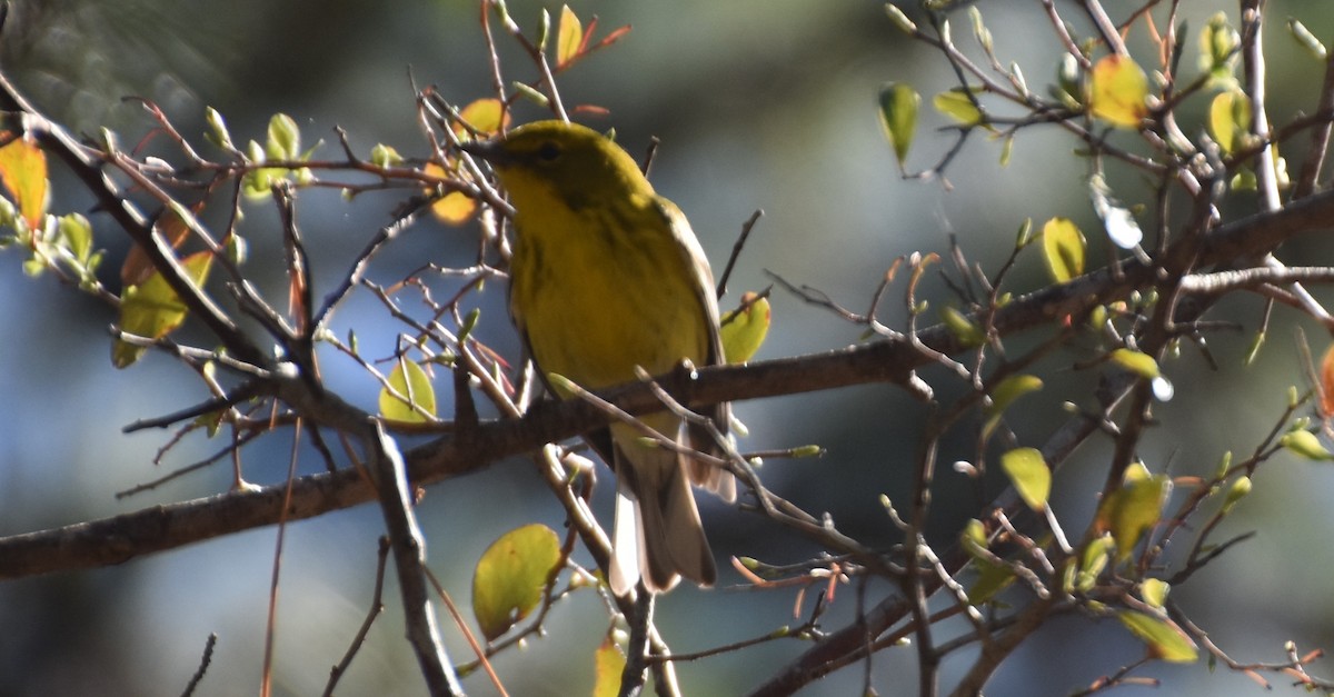 Pine Warbler - ML630963655