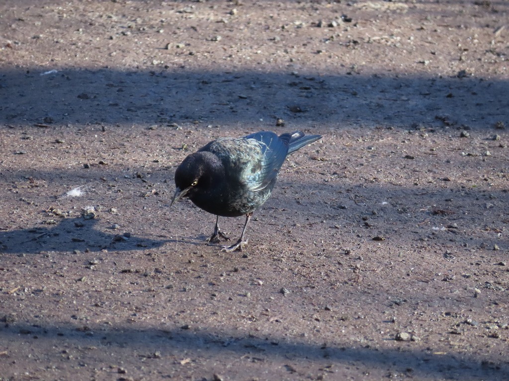 purpurhodetrupial - ML630964049