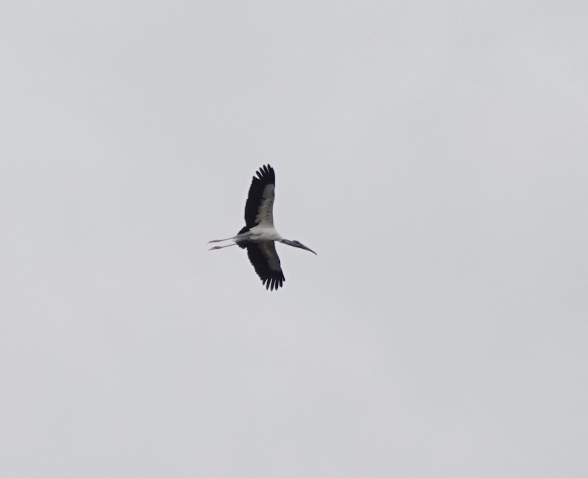 Wood Stork - ML630964194