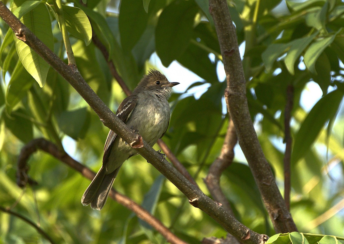Noronha Elaenia - ML630964253