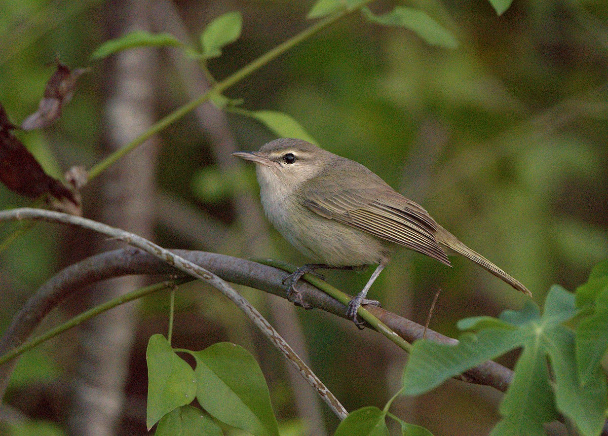 Noronha Vireo - ML630964269