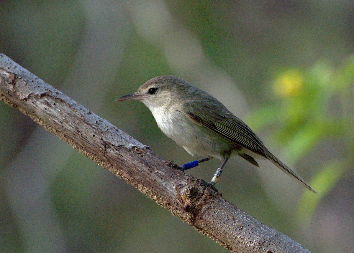 Noronha Vireo - ML630964271
