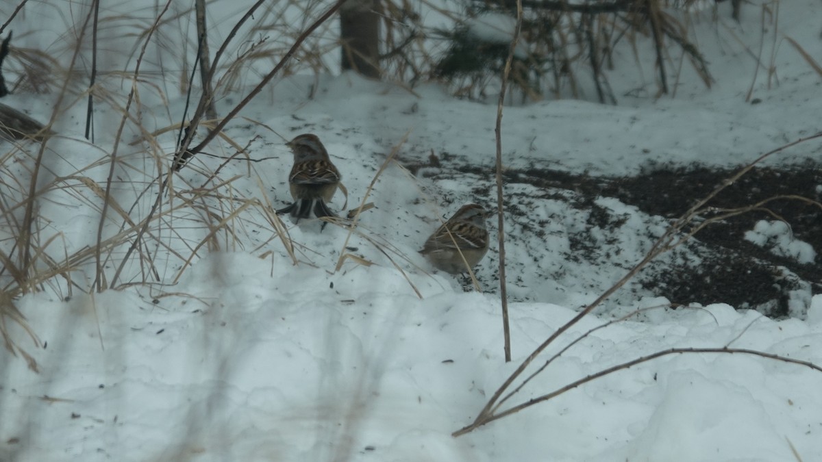 American Tree Sparrow - ML630964330