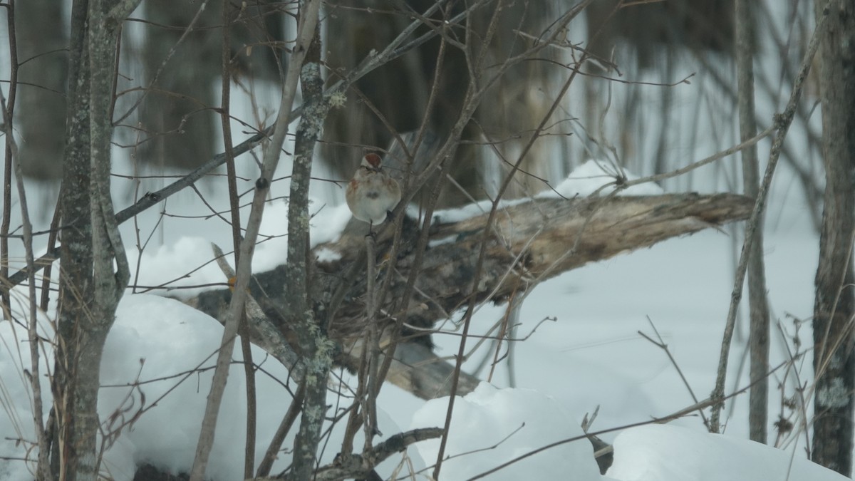 American Tree Sparrow - ML630964331