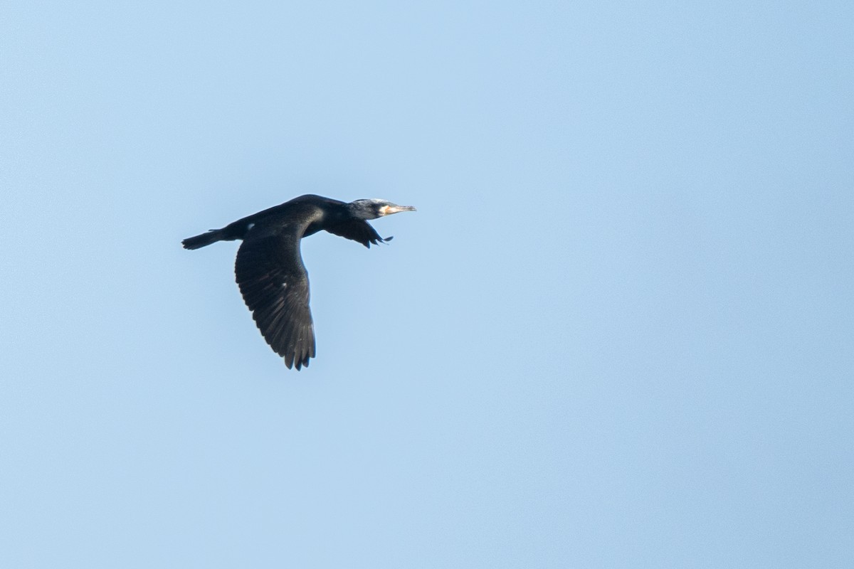 Cormorán Grande - ML630964424
